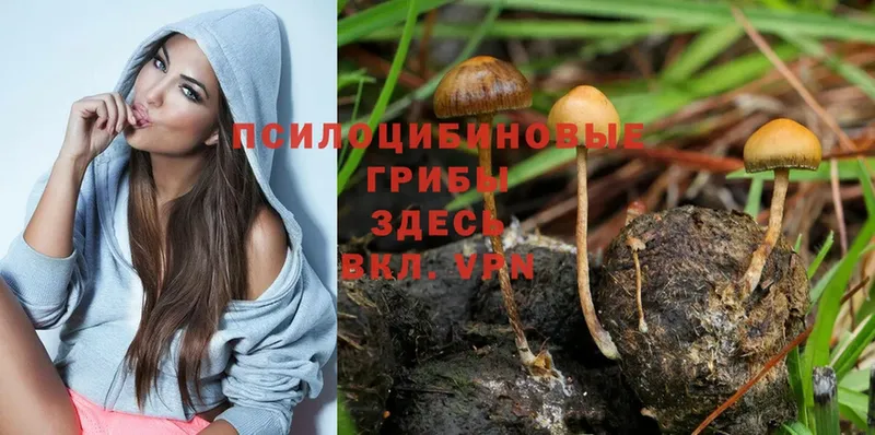 Галлюциногенные грибы Psilocybe Владимир